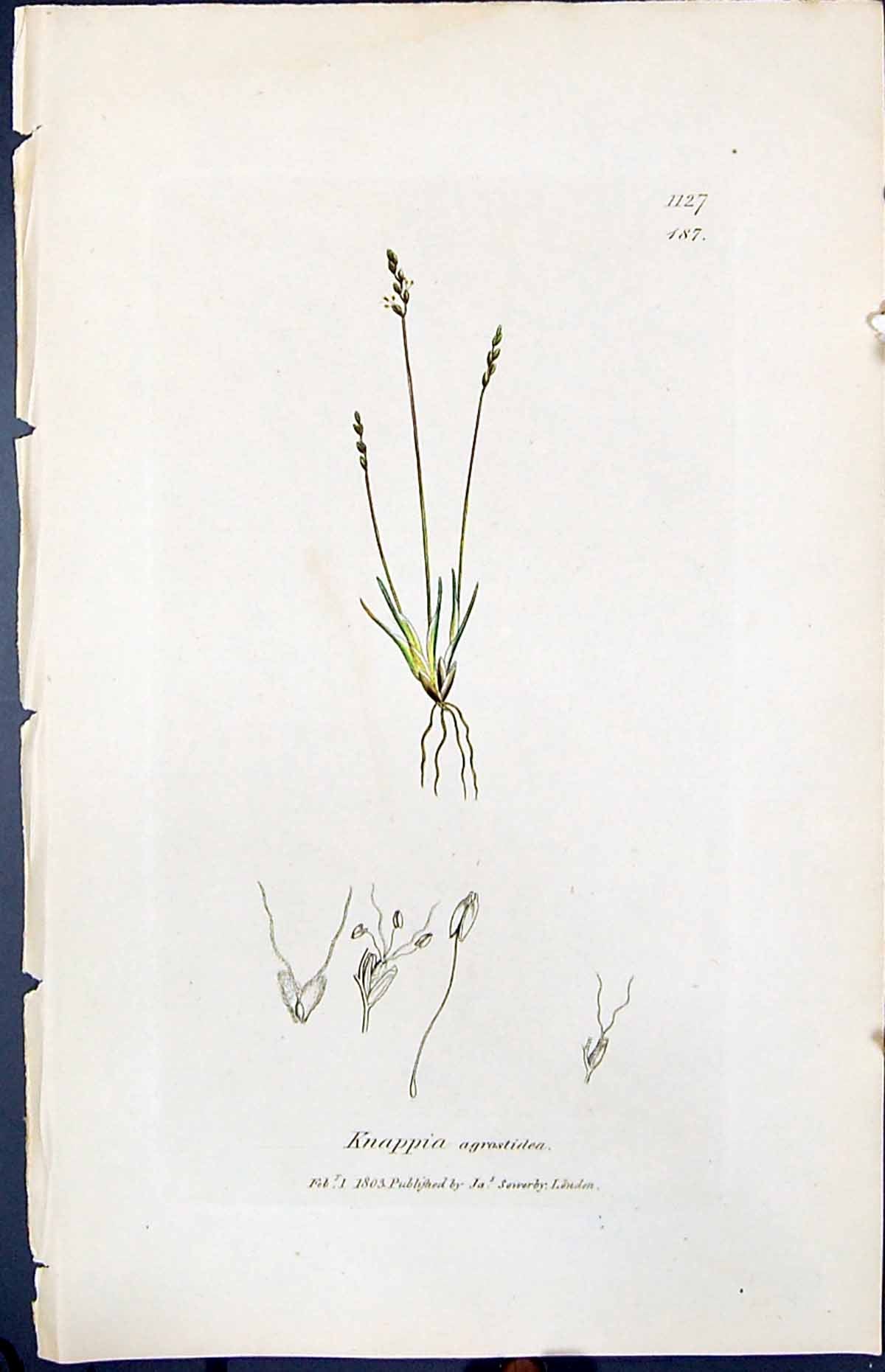 Antique Old Print Knappia Agrostidea Smith Sowerby 1847 British Plants Botany