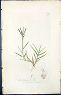 Antique Old Print Cynodon Dactylon Smith Sowerby 1847 British Plants Botany