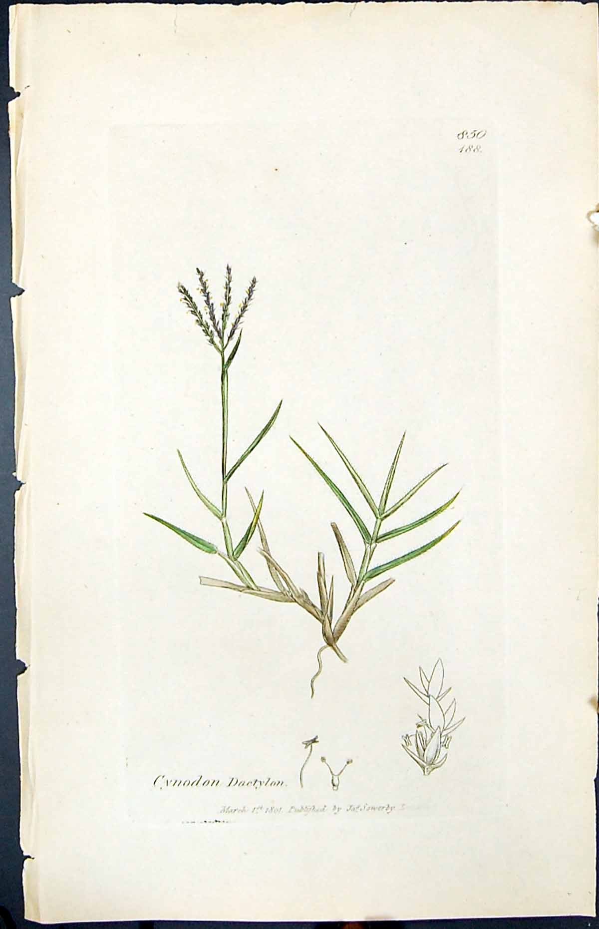Antique Old Print Cynodon Dactylon Smith Sowerby 1847 British Plants Botany