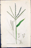 Old Print Digitaria Sanguinalis Smith Sowerby 1847 British Plants Botany 19th