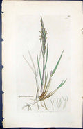 Antique Old Print Spartina Stricta Smith Sowerby 1847 British Plants Botany