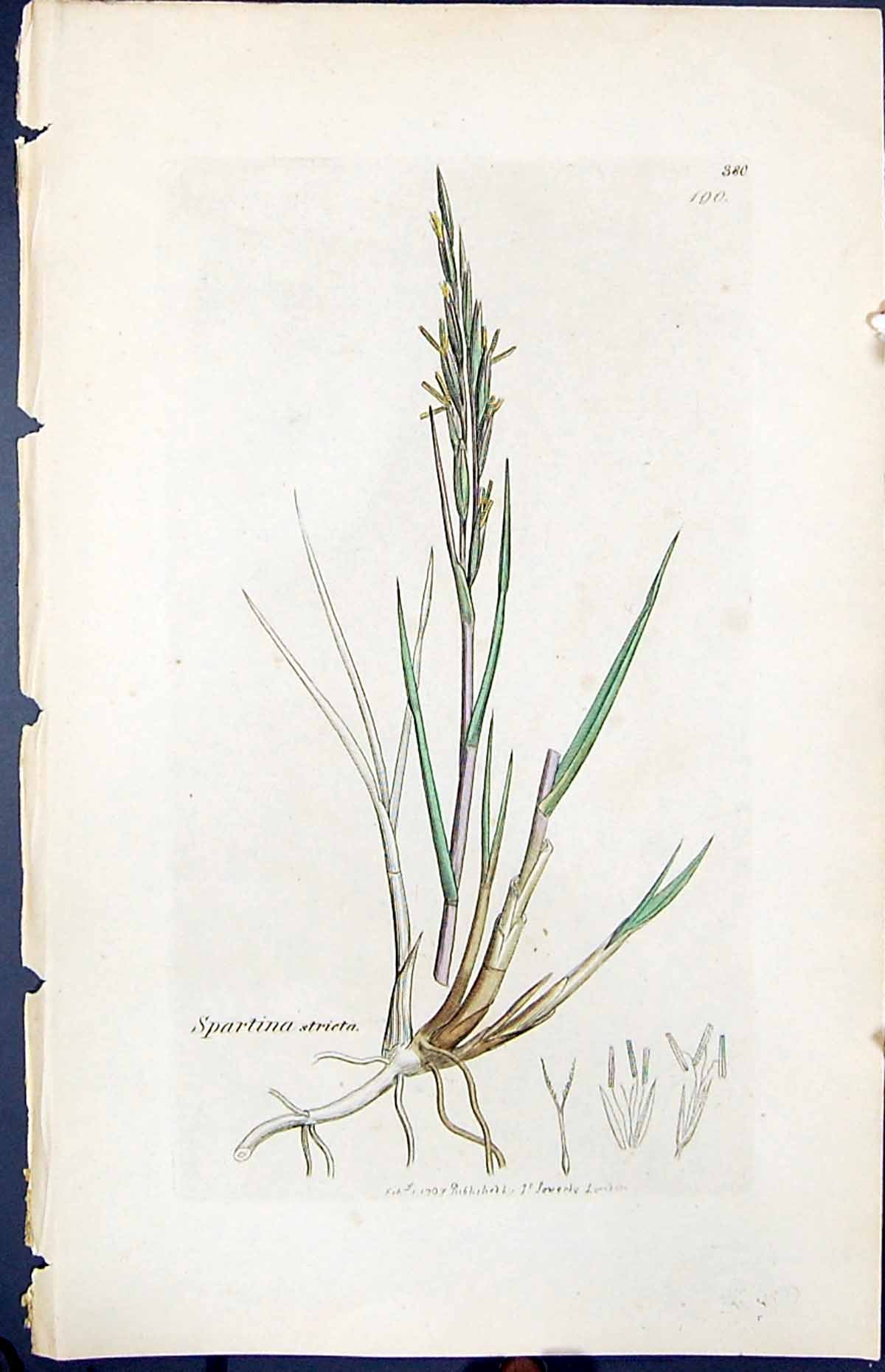 Antique Old Print Spartina Stricta Smith Sowerby 1847 British Plants Botany