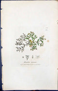 Old Print Montia Fontana Colour Smith Sowerby 1847 British Plants Botany 19th