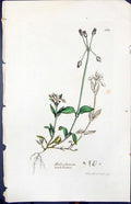 Antique Print Holosteum Umbellatum Smith Sowerby 1847 British Plants Botany