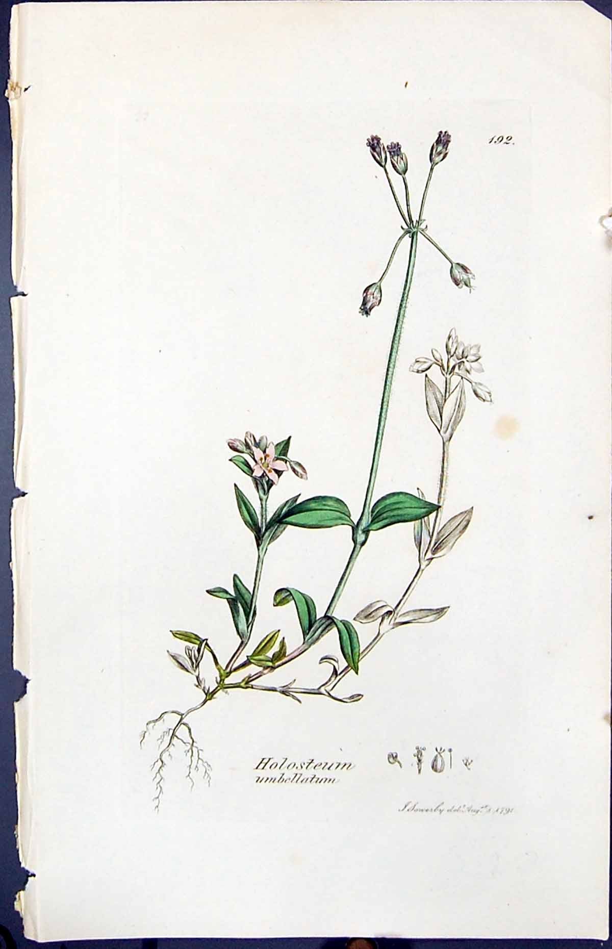 Antique Print Holosteum Umbellatum Smith Sowerby 1847 British Plants Botany