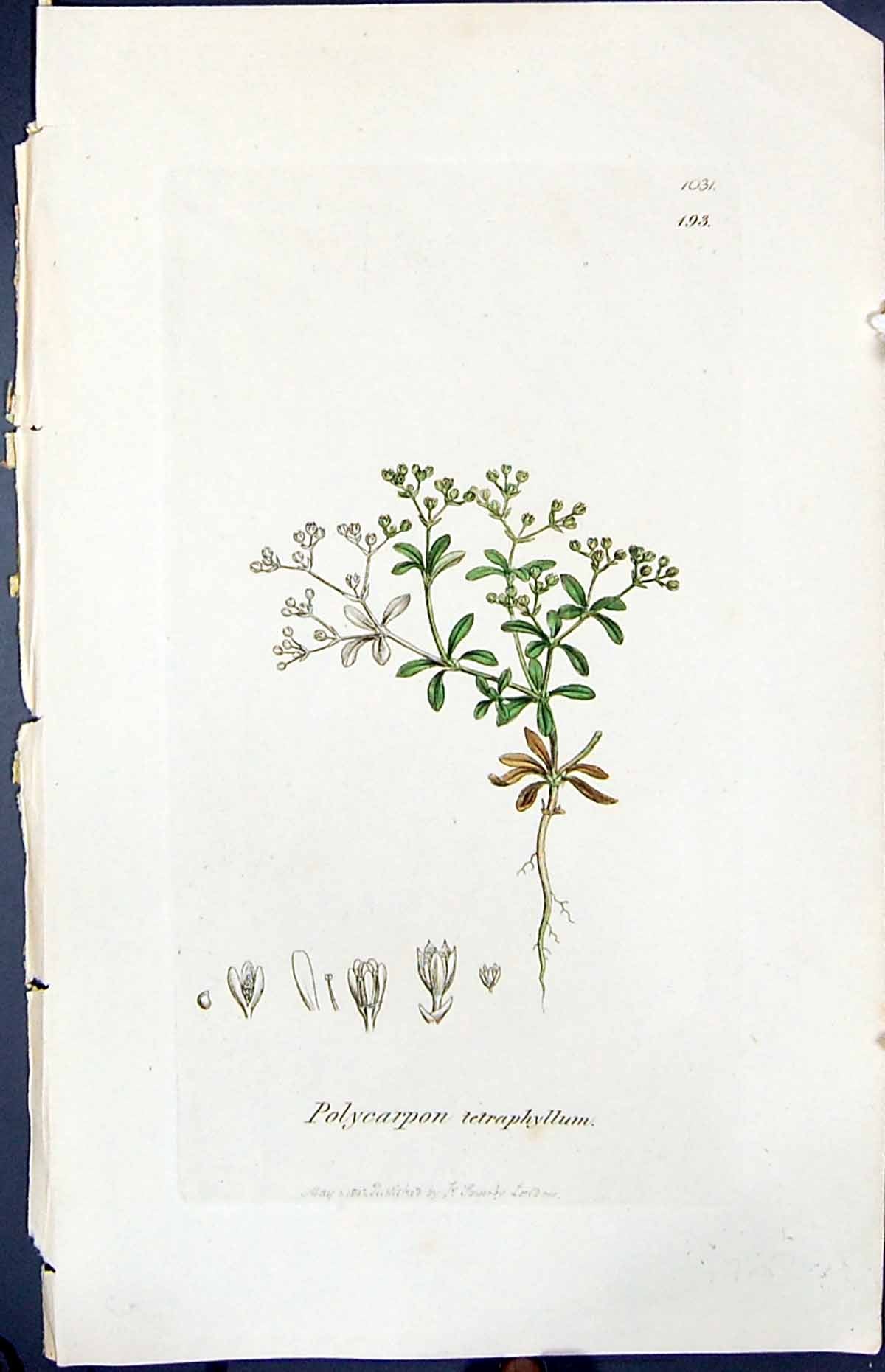 Old Polycarpon Tetraphyllum Smith Sowerby 1847 British Plants Botany Victorian