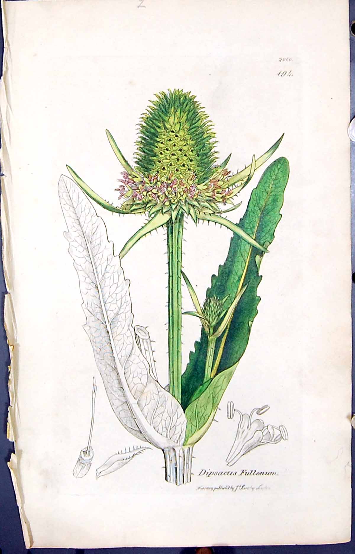 Antique Old Print Dipsacus Fullonum Smith Sowerby 1847 British Plants Botany