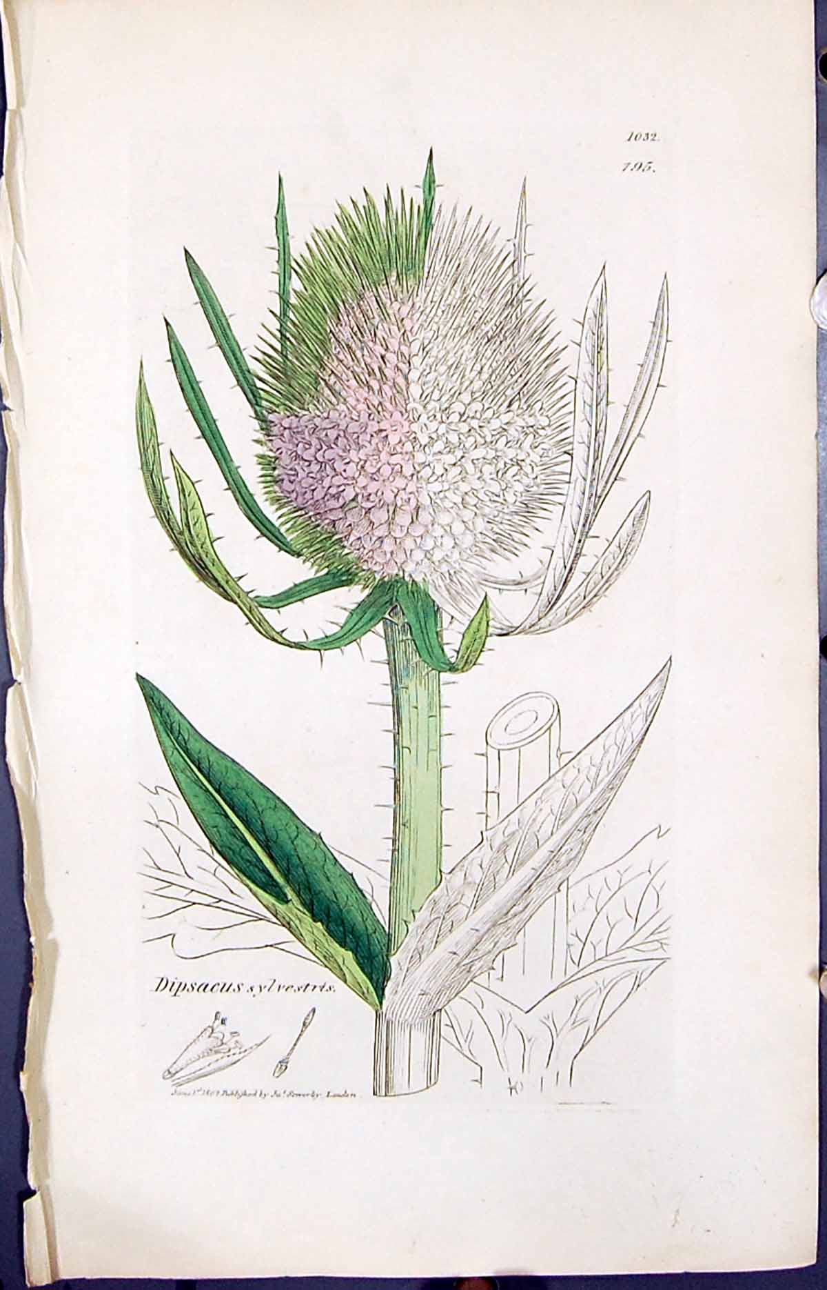 Antique Print Dipsacus Sylvestris Smith Sowerby 1847 British Plants Botany 19th