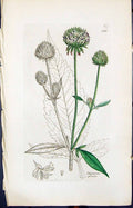 Antique Old Print Dipsacus Pilosus Smith Sowerby 1847 British Plants Botany