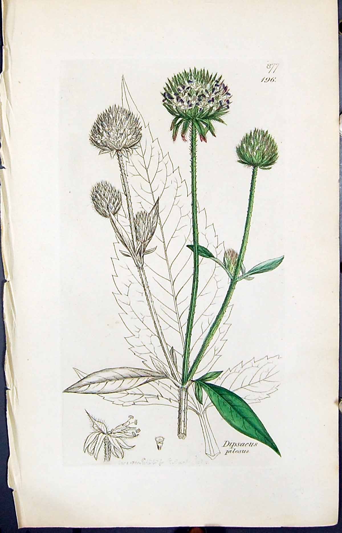 Antique Old Print Dipsacus Pilosus Smith Sowerby 1847 British Plants Botany