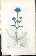 Antique Old Print Scabiosa Succisa Smith Sowerby 1847 British Plants Botany