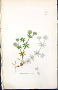 Antique Old Print Sherardia Arvensis Smith Sowerby 1847 British Plants Botany