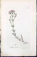 Antique Print Asperula Cynanchica Smith Sowerby 1847 British Plants Botany 19th