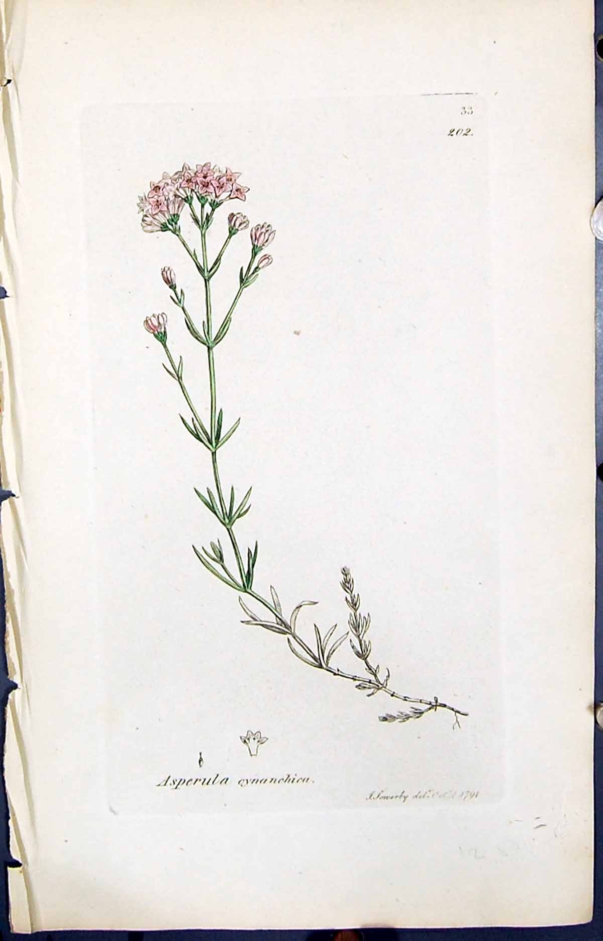 Antique Print Asperula Cynanchica Smith Sowerby 1847 British Plants Botany 19th