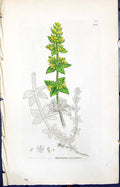 Antique Old Print Galium Eruciatum Smith Sowerby 1847 British Plants Botany