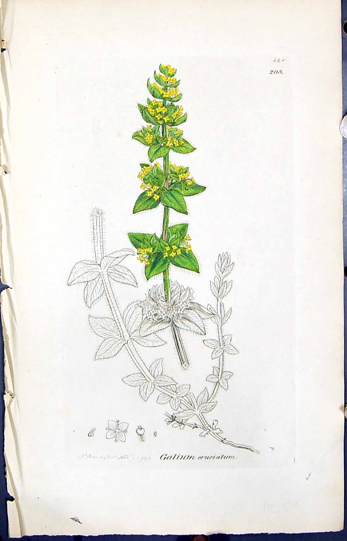 Antique Old Print Galium Eruciatum Smith Sowerby 1847 British Plants Botany