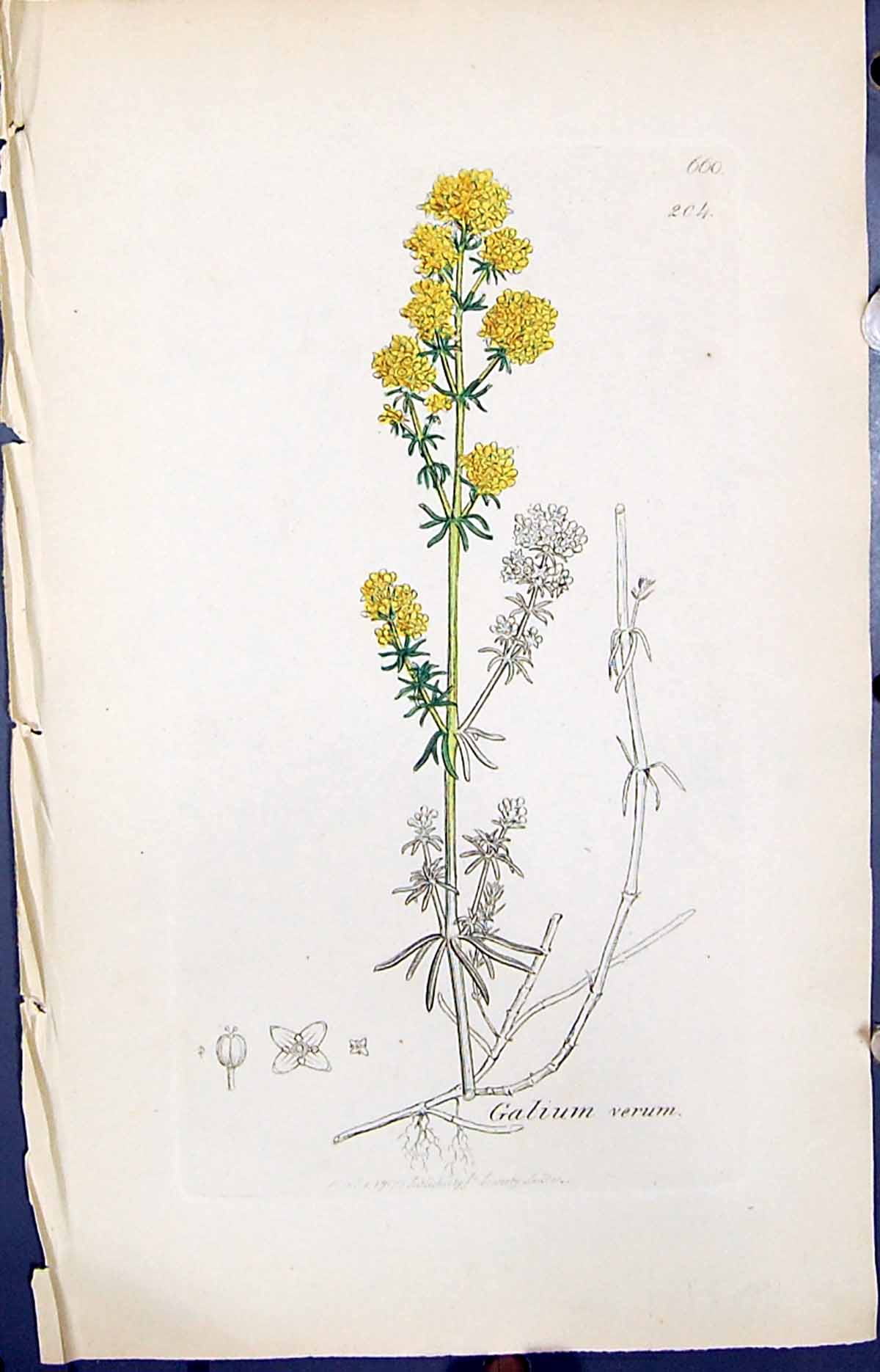 Antique Print Galium Verum Colour Smith Sowerby 1847 British Plants Botany 19th