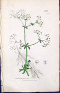Old Print Galium Palustre Colour Smith Sowerby 1847 British Plants Botany 19th