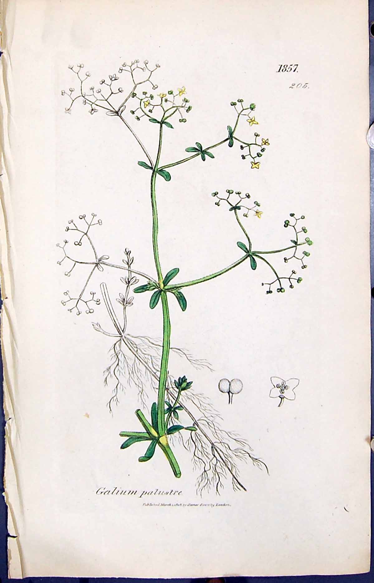 Old Print Galium Palustre Colour Smith Sowerby 1847 British Plants Botany 19th