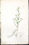 Antique Old Print Galium Witheringii Smith Sowerby 1847 British Plants Botany