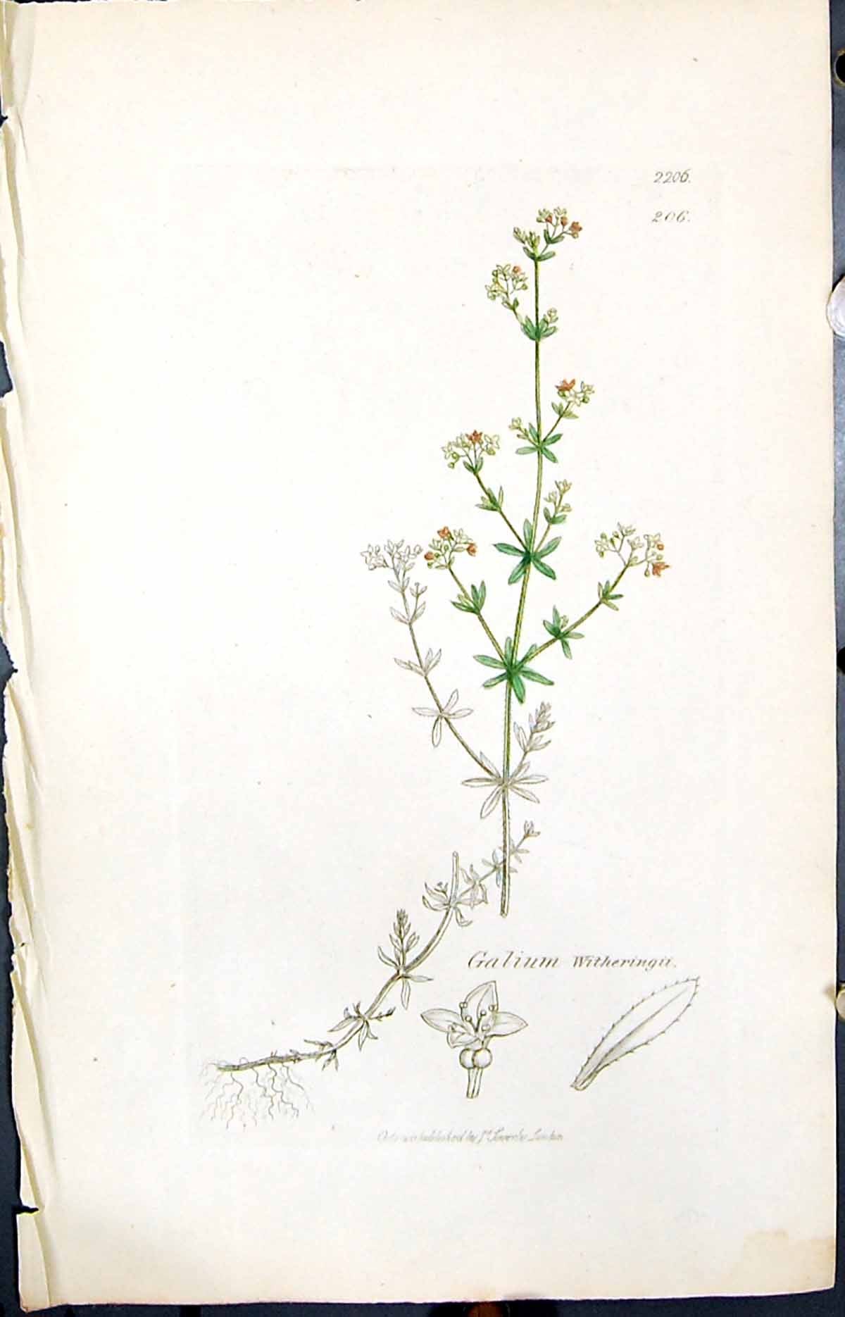 Antique Old Print Galium Witheringii Smith Sowerby 1847 British Plants Botany