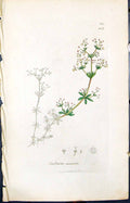 Old Print Galium Saxatile Colour Smith Sowerby 1847 British Plants Botany 19th