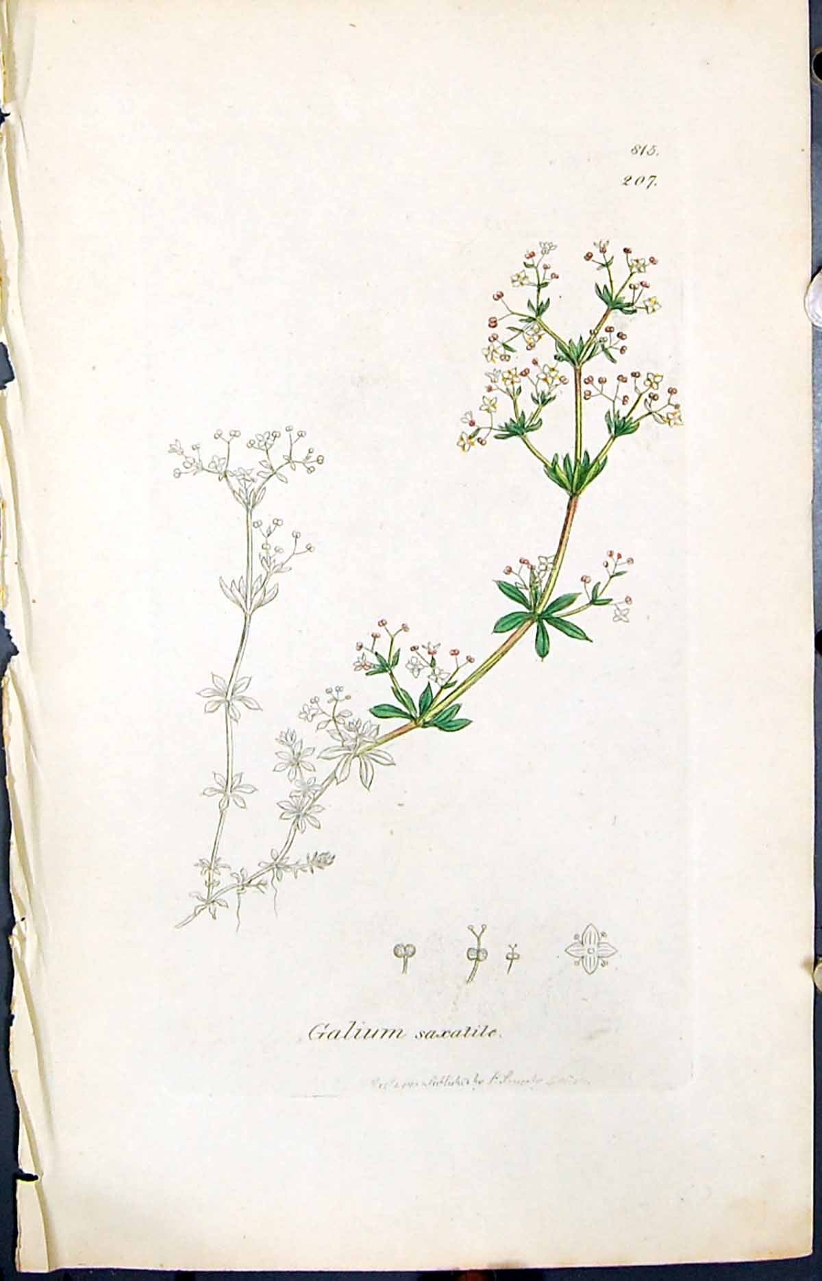 Old Print Galium Saxatile Colour Smith Sowerby 1847 British Plants Botany 19th