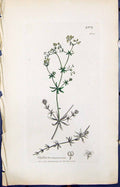 Antique Old Print Galium Uliginosum Smith Sowerby 1847 British Plants Botany