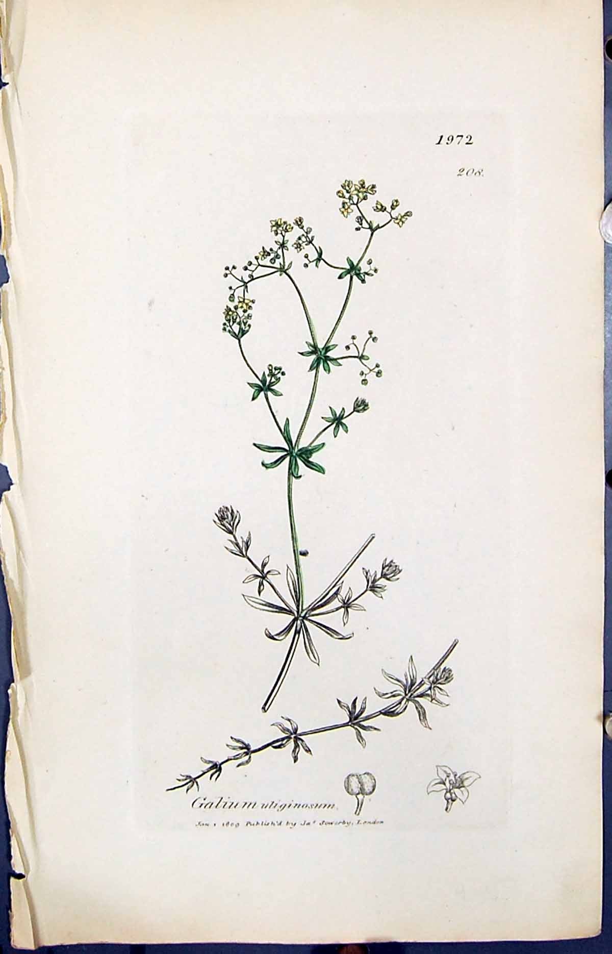Antique Old Print Galium Uliginosum Smith Sowerby 1847 British Plants Botany