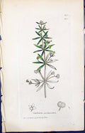 Antique Old Print Galium Saccharatum Smith Sowerby 1847 British Plants Botany