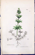 Old Print Galium Tricorne Colour Smith Sowerby 1847 British Plants Botany 19th