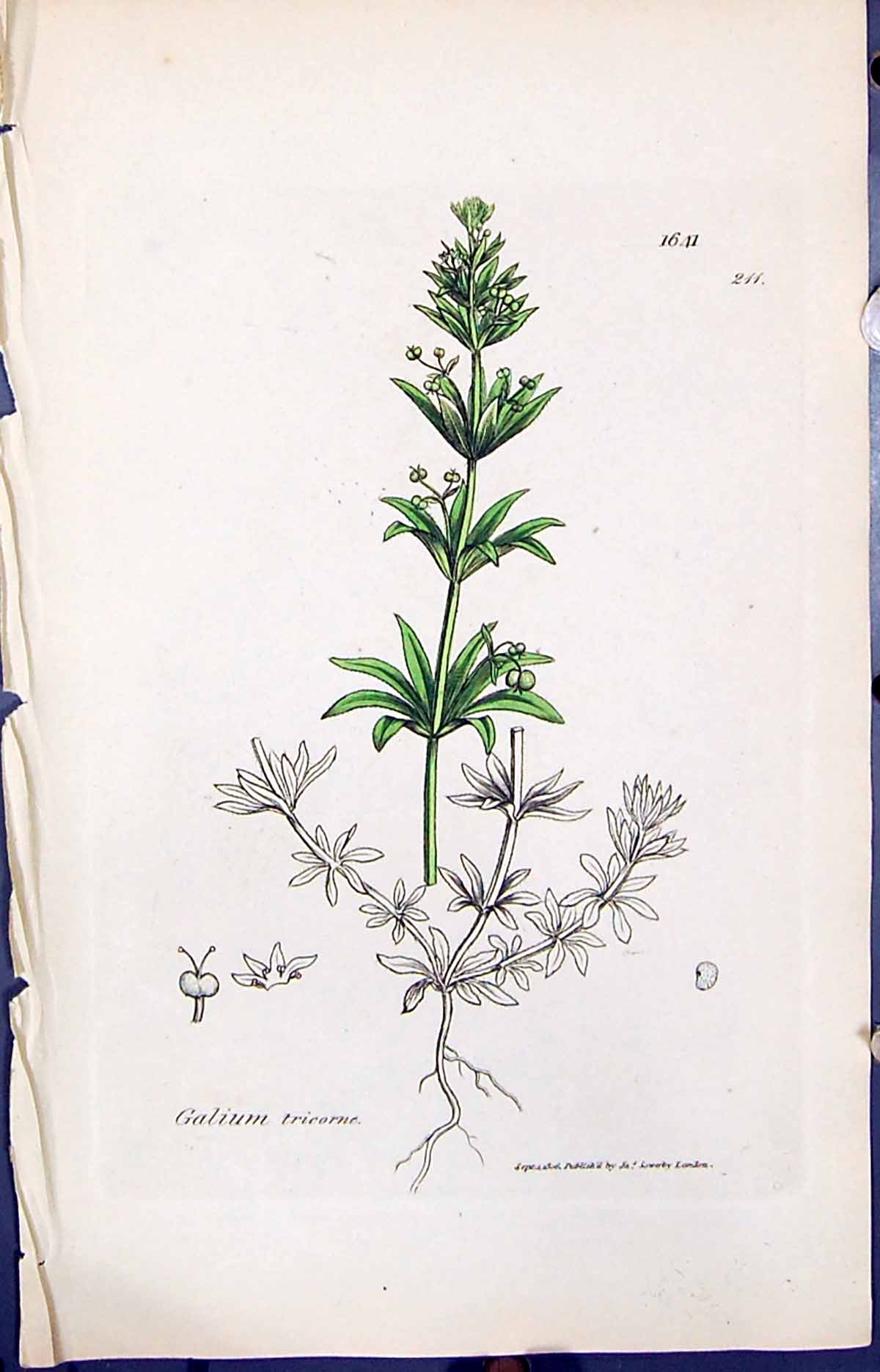 Old Print Galium Tricorne Colour Smith Sowerby 1847 British Plants Botany 19th
