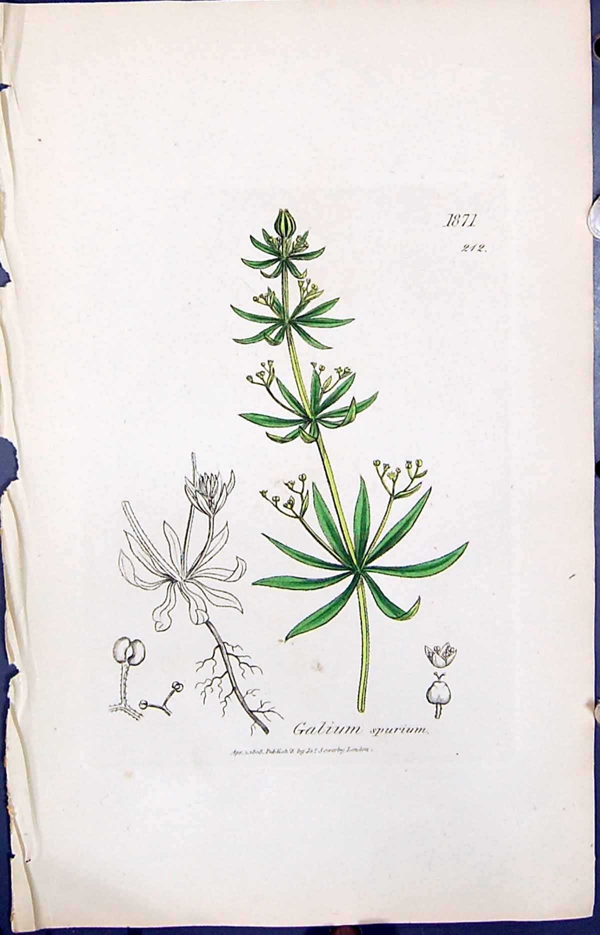Old Print Galium Spurium Colour Smith Sowerby 1847 British Plants Botany 19th
