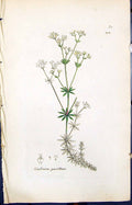 Old Print Galium Pusillum Colour Smith Sowerby 1847 British Plants Botany 19th