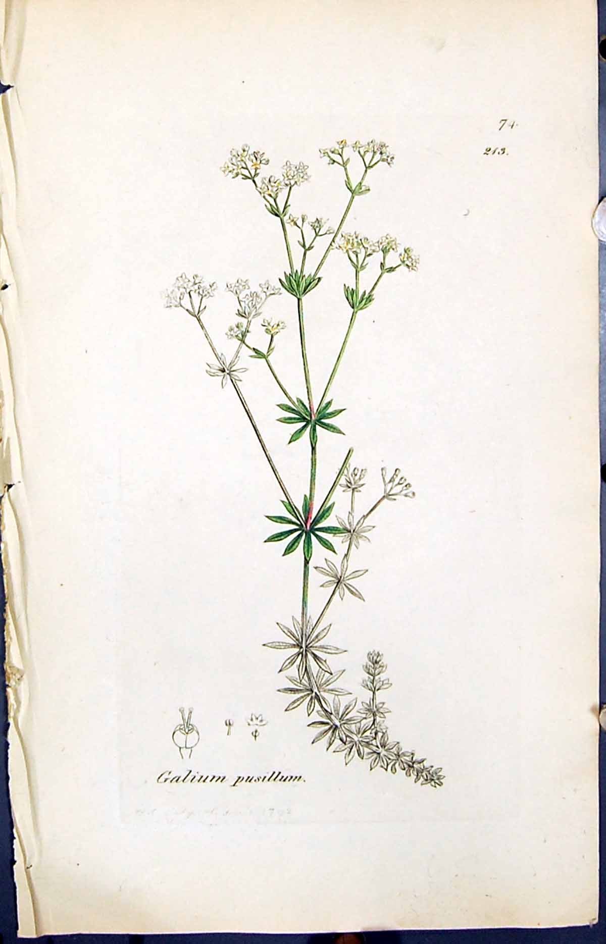 Old Print Galium Pusillum Colour Smith Sowerby 1847 British Plants Botany 19th