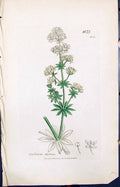 Old Print Galium Molluge Colour Smith Sowerby 1847 British Plants Botany 19th