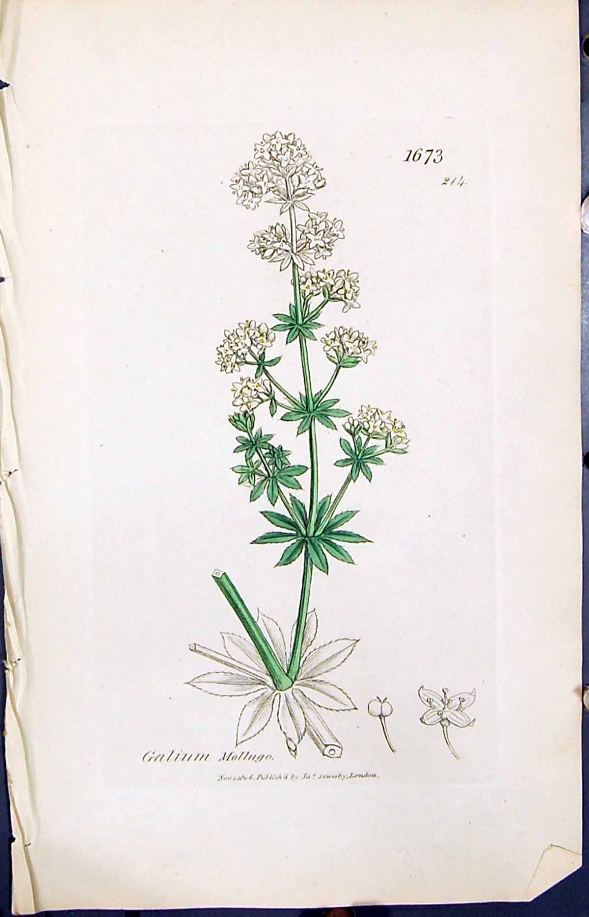 Old Print Galium Molluge Colour Smith Sowerby 1847 British Plants Botany 19th