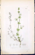 Old Print Galium Anglieum Colour Smith Sowerby 1847 British Plants Botany 19th