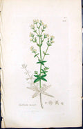 Old Print Galium Boreale Colour Smith Sowerby 1847 British Plants Botany 19th