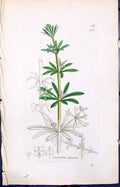 Old Print Galium Aparine Colour Smith Sowerby 1847 British Plants Botany 19th