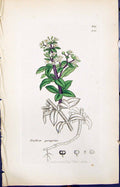 Old Print Rubia Peregrina Colour Smith Sowerby 1847 British Plants Botany 19th
