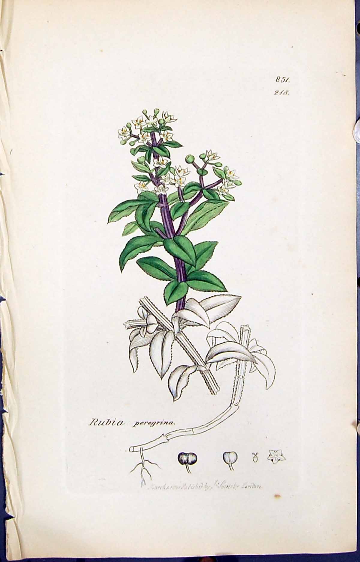 Old Print Rubia Peregrina Colour Smith Sowerby 1847 British Plants Botany 19th