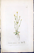 Antique Old Print Exacum Filiforme Smith Sowerby 1847 British Plants Botany