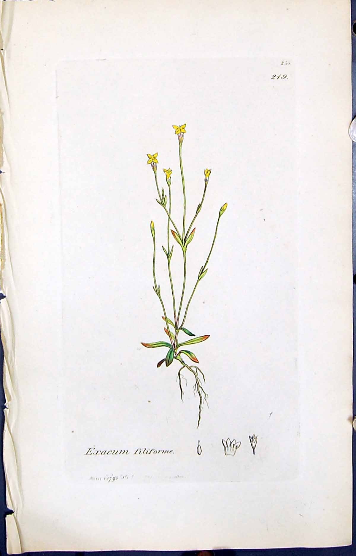 Antique Old Print Exacum Filiforme Smith Sowerby 1847 British Plants Botany