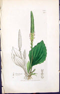 Old Print Plantago Major Colour Smith Sowerby 1847 British Plants Botany 19th