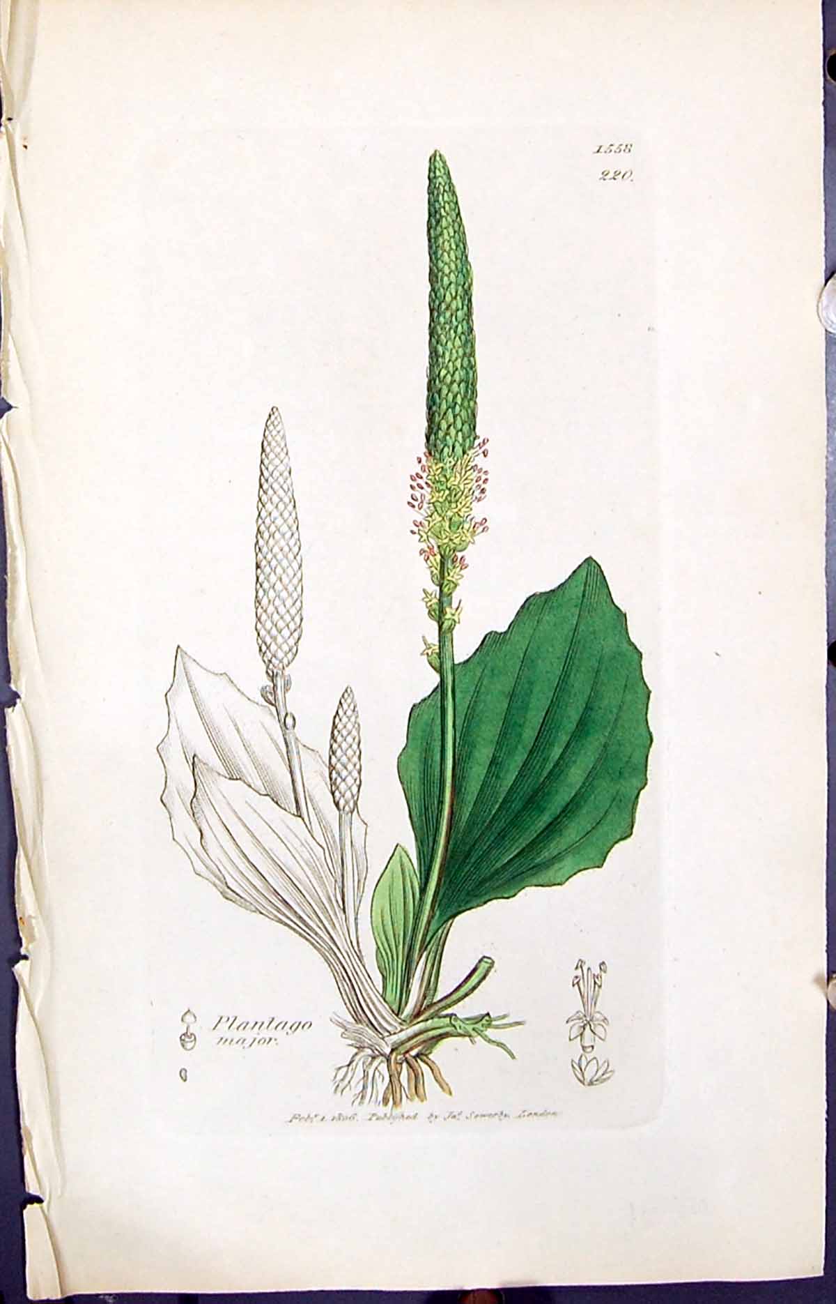 Old Print Plantago Major Colour Smith Sowerby 1847 British Plants Botany 19th