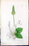 Old Print Plantago Media Colour Smith Sowerby 1847 British Plants Botany 19th