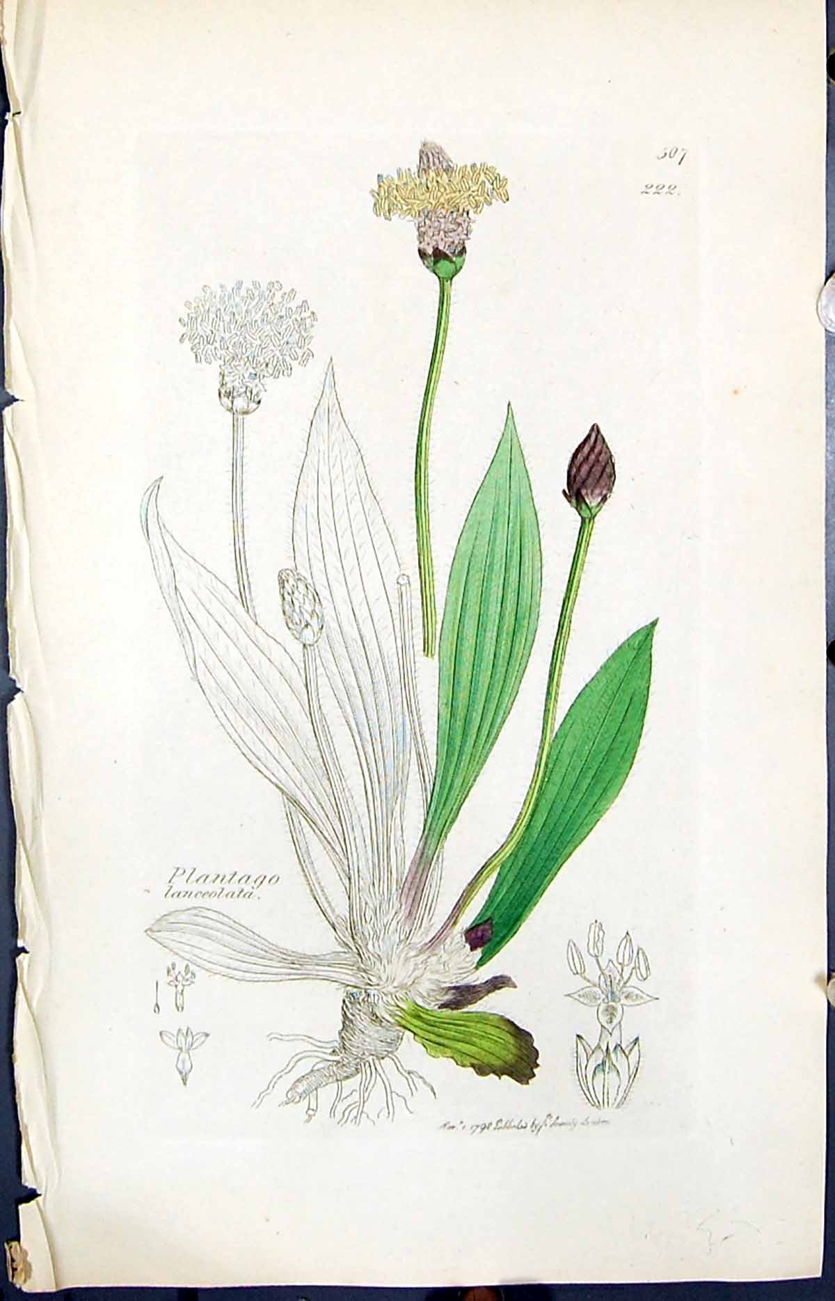 Antique Print Plantago Lanceolata Smith Sowerby 1847 British Plants Botany 19th