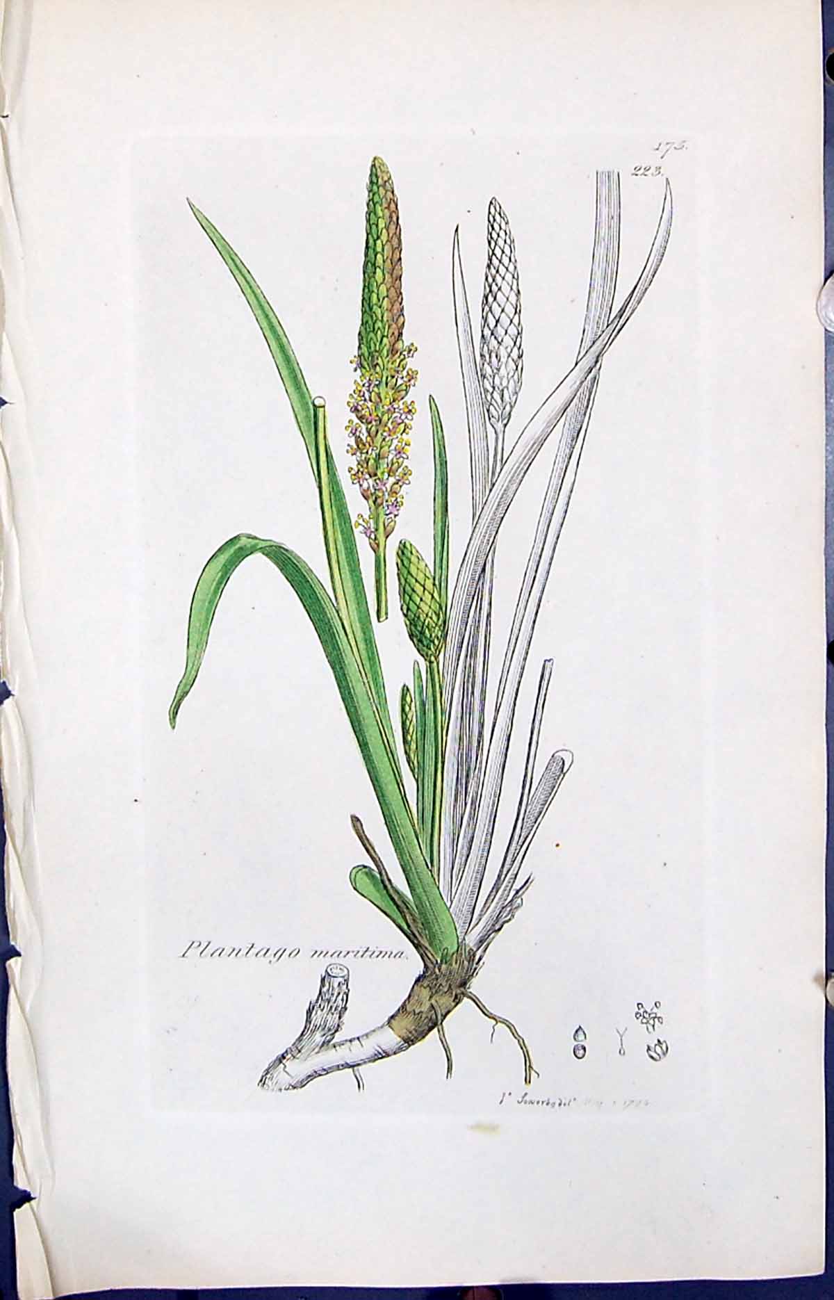 Antique Old Print Plantago Maritima Smith Sowerby 1847 British Plants Botany