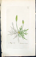 Antique Old Print Plantago Coronopus Smith Sowerby 1847 British Plants Botany